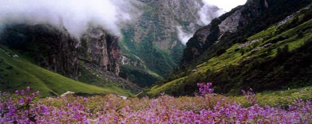 Valley Of Flower 